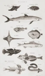 Différents types de poissons